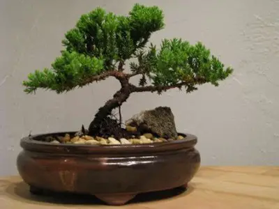 9GreenBox---Juniper-Tree-Bonsai