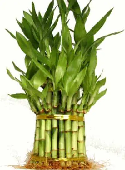 Quality-Lucky-Bamboo-Stalks