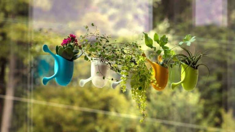 Livi portable plant holder that sticks to walls and windows