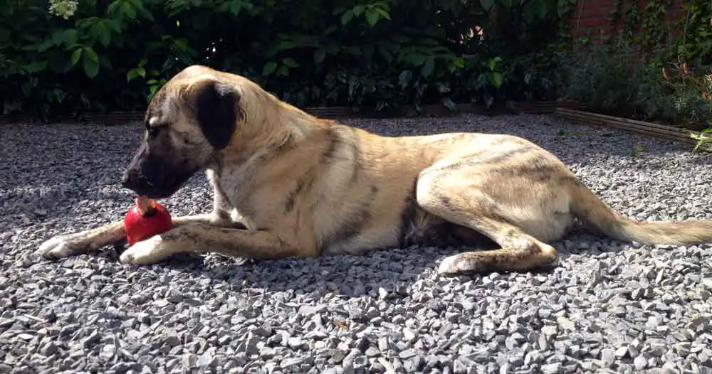 savoring a dog treat stuck in a Kong toy